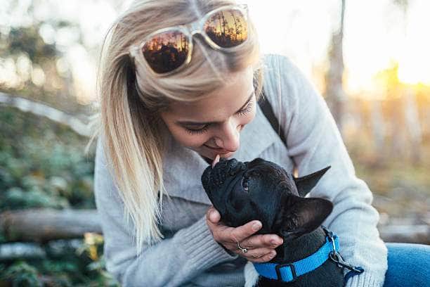 Les Indispensables Pour Adopter Chien Bouledogue Français
