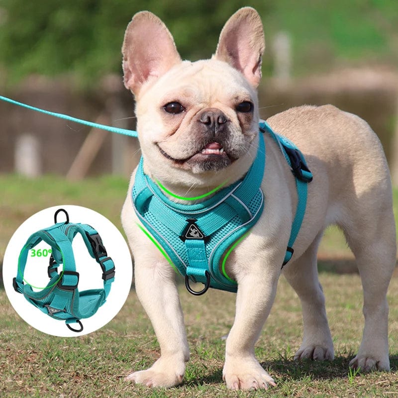 Harnais Anti-Traction et Laisse pour Bouledogue Français harness