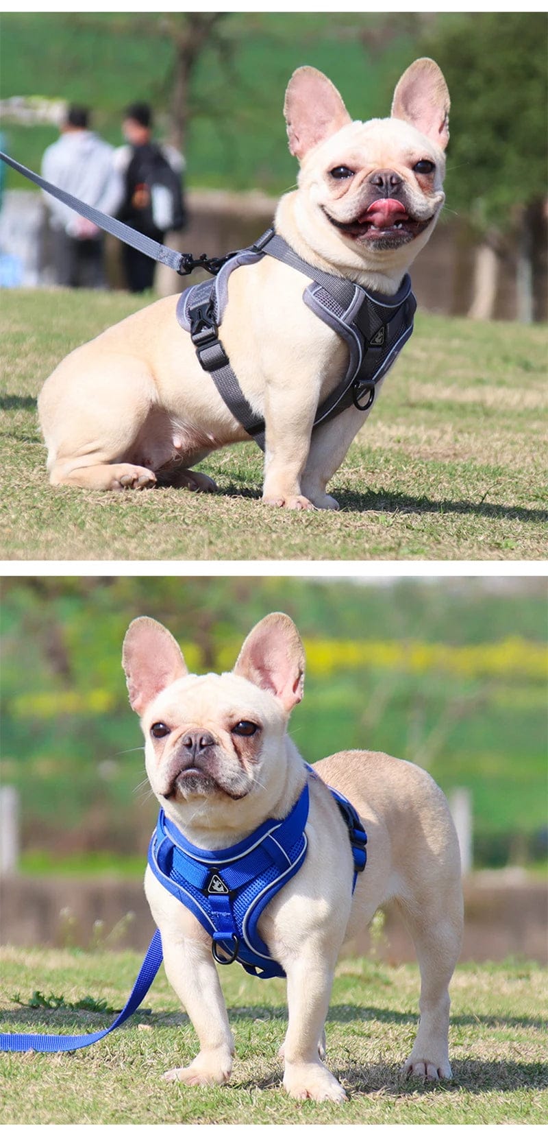 Harnais Anti-Traction et Laisse pour Bouledogue Français harness