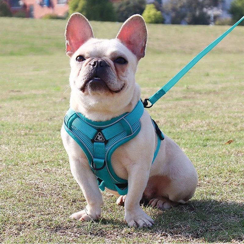 Harnais Anti-Traction et Laisse pour Bouledogue Français harness
