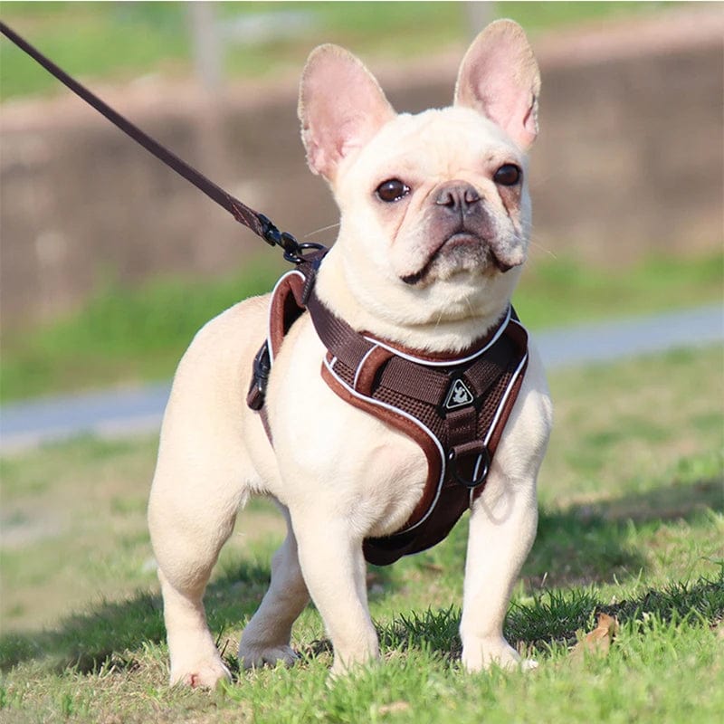 Harnais Anti-Traction et Laisse pour Bouledogue Français harness