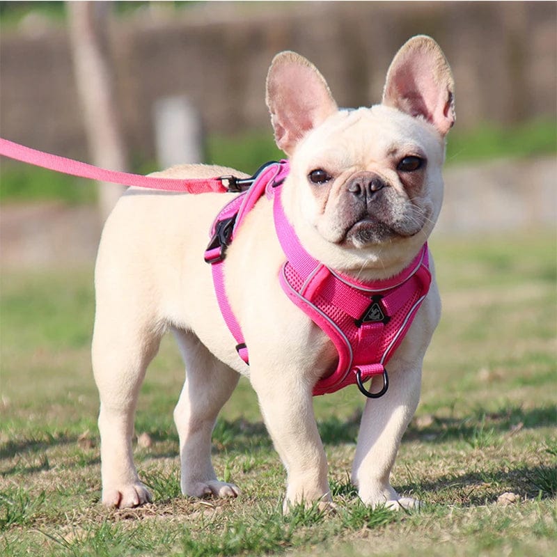 Harnais Anti-Traction et Laisse pour Bouledogue Français harness