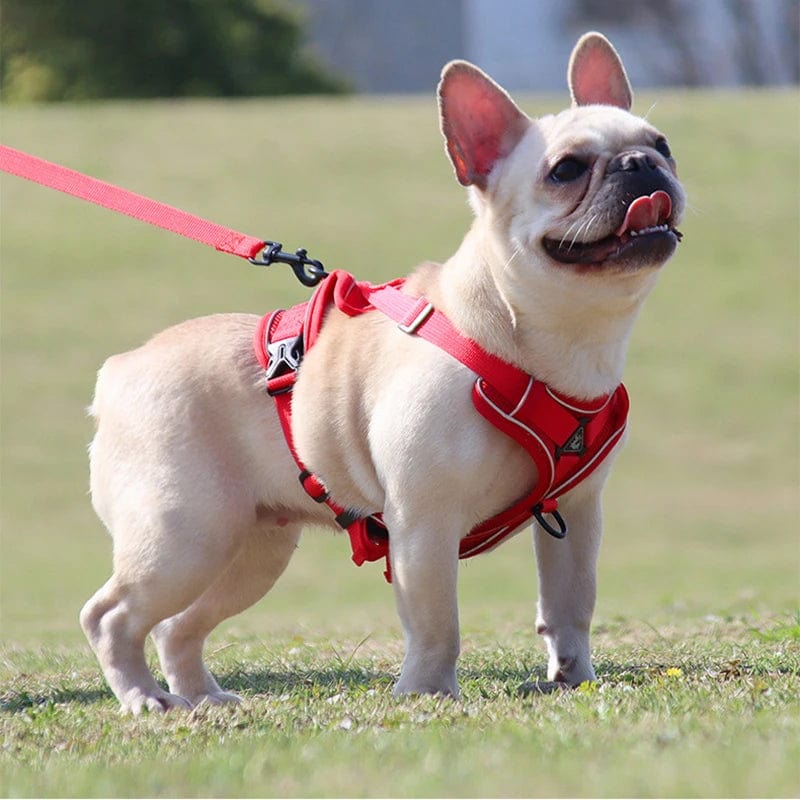 Harnais Anti-Traction et Laisse pour Bouledogue Français harness