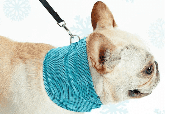 Bouledogue Avenue Bandana Refroidissant pour Chien