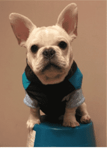 Bouledogue Avenue Pour Bouli Doudoune Waterproof (du S au 5XL)