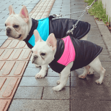 Bouledogue Avenue Pour Bouli Doudoune Waterproof (du S au 5XL)