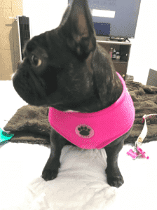 Bouledogue Avenue Pour Bouli Harnais Respirant Souple - Patte de Chien