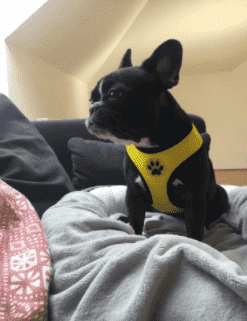 Bouledogue Avenue Pour Bouli Harnais Respirant Souple - Patte de Chien