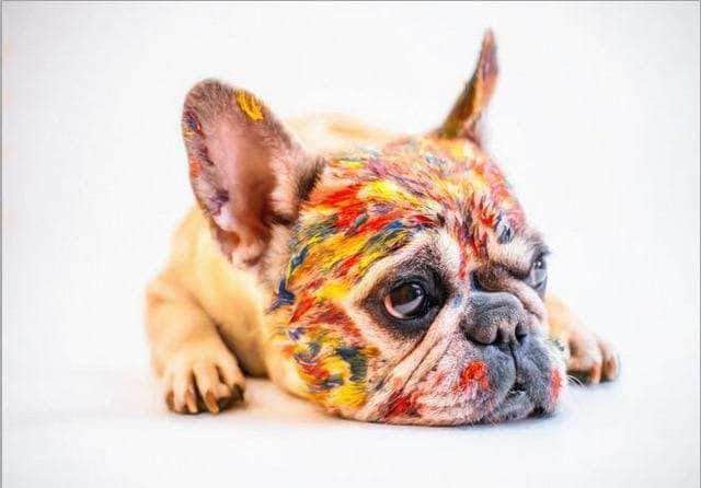 Bouledogue Avenue Pour Humains Peinture - Bouledogue français
