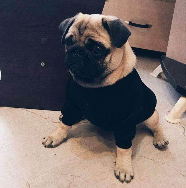 Bouledogue Avenue Pour Bouli Noir / XL Pull à Col Roulé Noir - XL