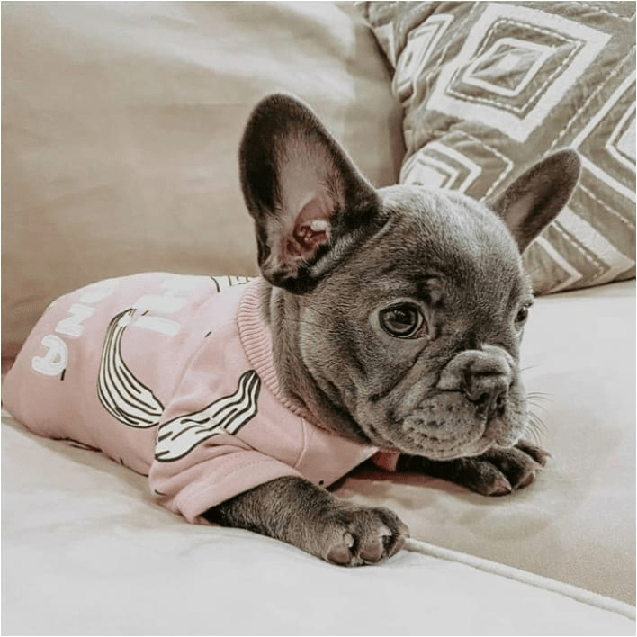 Pyjama Vetement Pour Bouledogue Francais Combinaison Vetement Pour