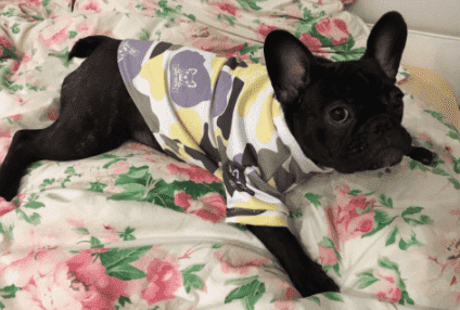 Bouledogue Avenue Sweat Camouflage Logo Bouledogue