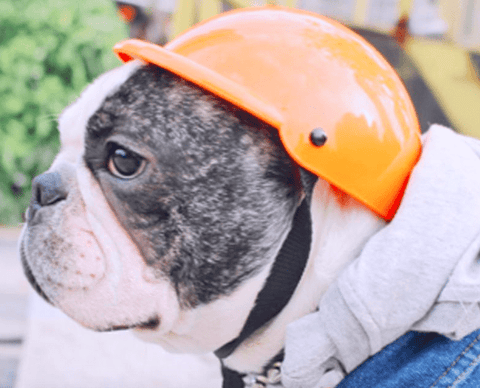 Casque moto Pour Bouledogue - Bouledogue Avenue https://bouledogueavenue.com/wp-content/uploads/2025/05/casque-moto-pour-bouledogue-pour-bouli-bouledogue-avenue-28293838766167.jpg
