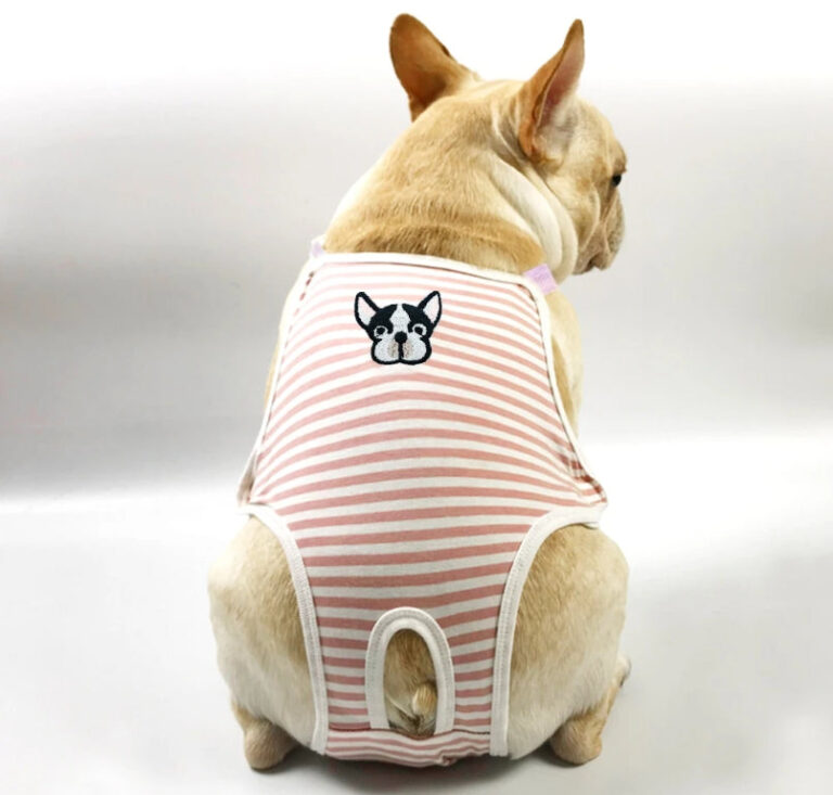 Culotte Pour Chienne bouledogue En Chaleur
