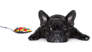 L’épilepsie chez le bouledogue français