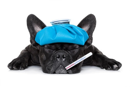 La Meilleure Mutuelle Pour Chien Bouledogue Français