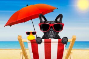Protégez Votre bouledogue français des coups de chaleur