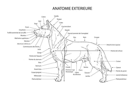 anatomie exterieur du chien