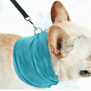 Bouledogue Avenue Bandana Refroidissant pour Chien