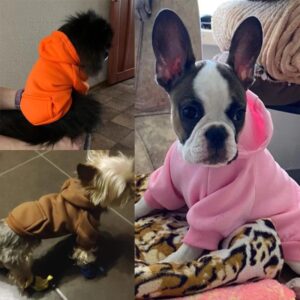 Blouson à Capuche pour Bouledogue Français Pour Bouli