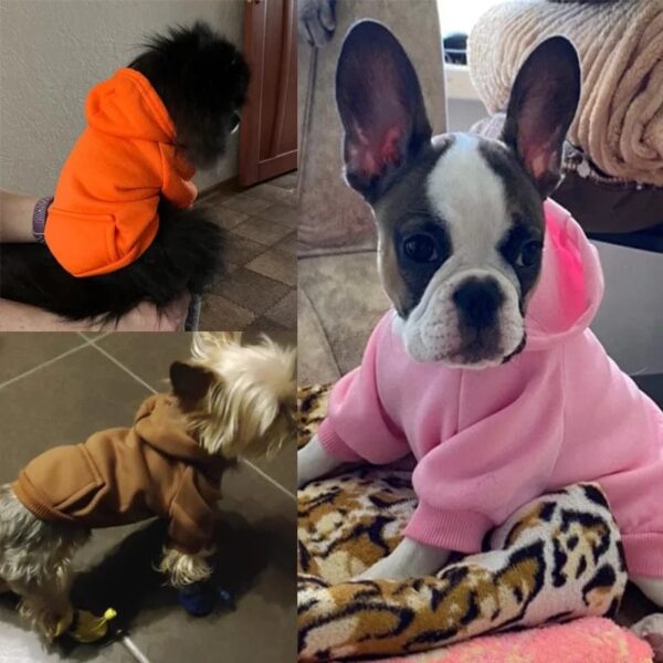 Blouson à Capuche pour Bouledogue Français Pour Bouli