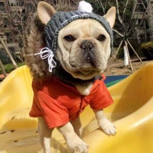 Bonnet Cagoule Pompon Pour Bouledogue Francais Dog Apparel