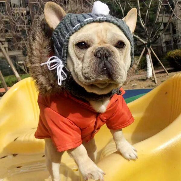 Bonnet Cagoule Pompon Pour Bouledogue Francais Dog Apparel