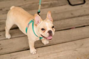 Home 40 Collier ou Harnais : Lequel est le Plus Adapté à Votre Chien ?