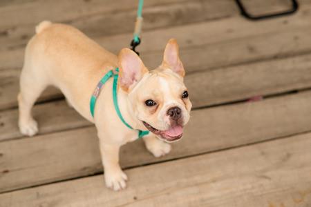 Collier ou Harnais : Lequel est le Plus Adapté à Votre Chien ?