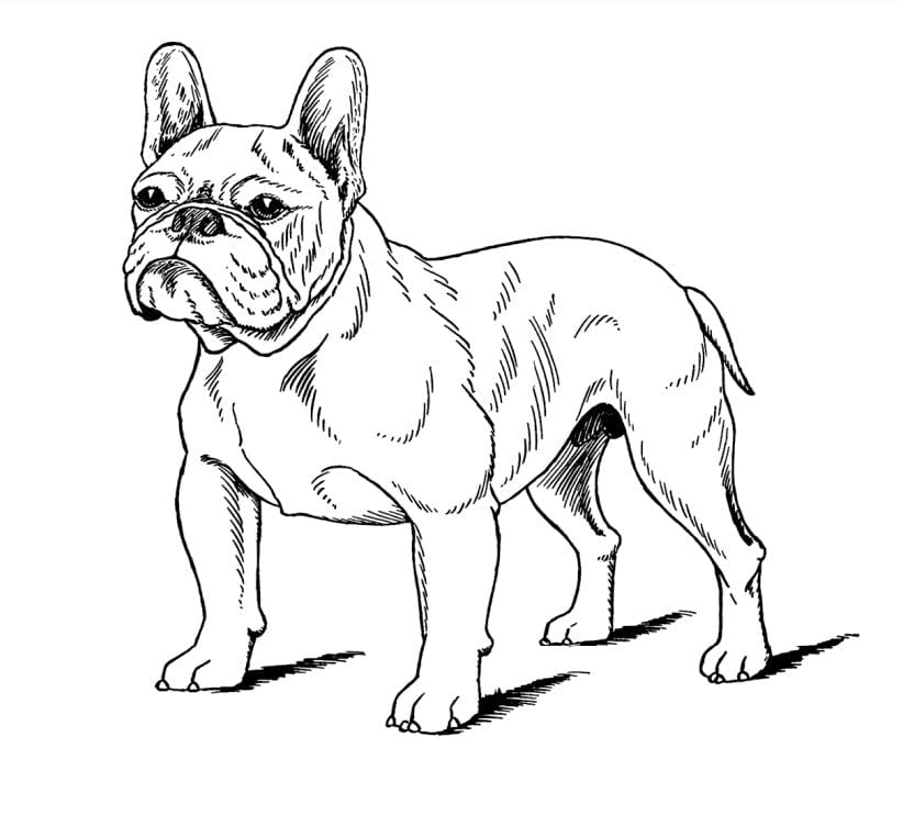 bouledogue francais sketch