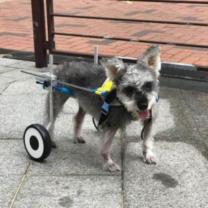 Bouledogue Avenue Chariot Roulant Ajustable Pour Chien