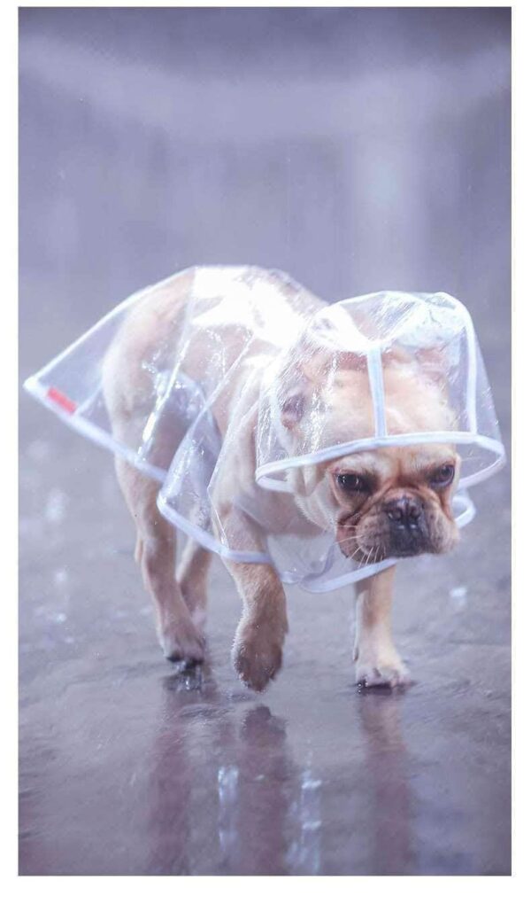 Bouledogue Avenue Pour Bouli Ciré transparent et imperméable