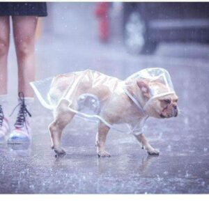 Bouledogue Avenue Pour Bouli Ciré transparent et imperméable