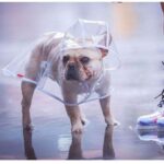 Bouledogue Avenue Pour Bouli Ciré transparent et imperméable