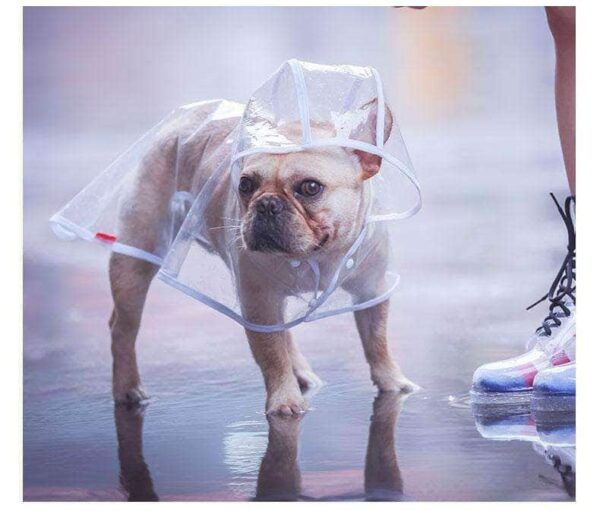 Bouledogue Avenue Pour Bouli Ciré transparent et imperméable