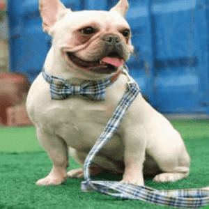 Bouledogue Avenue Collier avec Noeud papillon et Laisse Assortie
