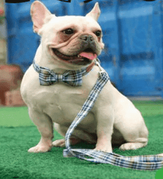 Bouledogue Avenue Collier avec Noeud papillon et Laisse Assortie