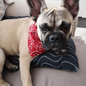 Bouledogue Avenue Pour Bouli Collier - Bandana Rocker