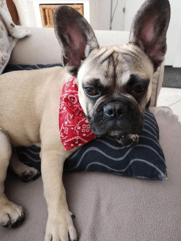 Bouledogue Avenue Pour Bouli Collier - Bandana Rocker