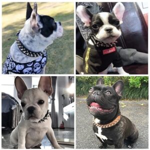 Collier en Cuir Clouté pour Bouledogue Français Pour Bouli
