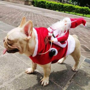 Bouledogue Avenue Pour Bouli Costume de Père Noël