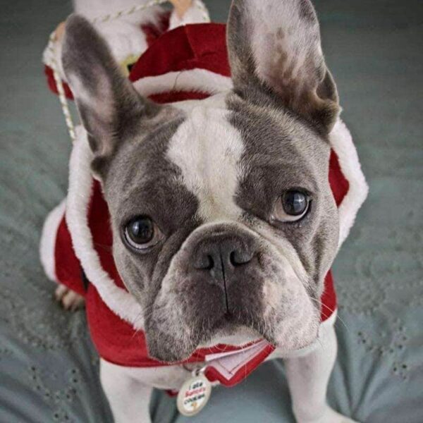 Bouledogue Avenue Pour Bouli Costume de Père Noël