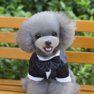 Bouledogue Avenue Pour Bouli Costume de Soirée