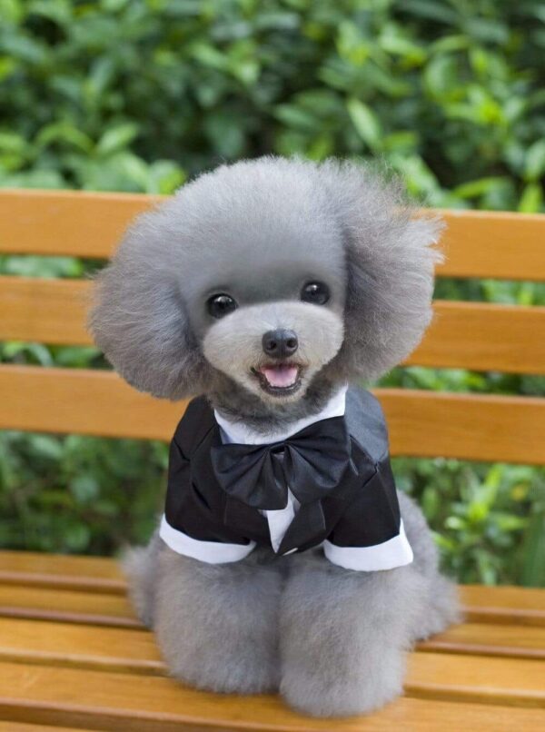Bouledogue Avenue Pour Bouli Costume de Soirée