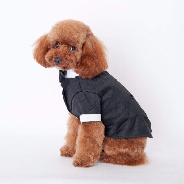 Bouledogue Avenue Pour Bouli Costume de Soirée