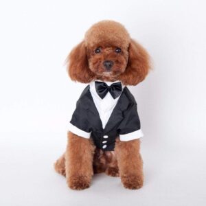 Bouledogue Avenue Pour Bouli Costume de Soirée