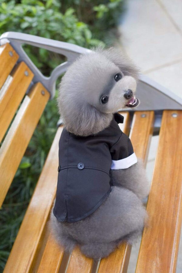 Bouledogue Avenue Pour Bouli Costume de Soirée
