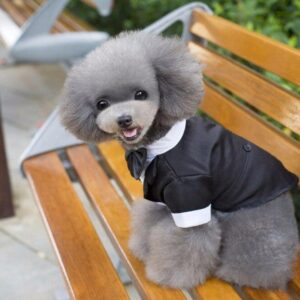 Bouledogue Avenue Pour Bouli Costume de Soirée