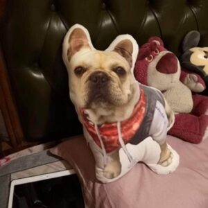 Bouledogue Avenue Pour Chez Vous Coussin Bouledogue Français Personnalisé