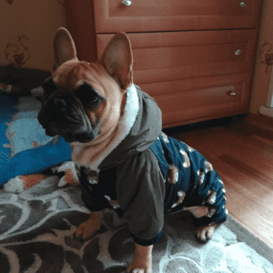 Bouledogue Avenue Pour Bouli Doudoune 4 membres motif Bouledogue